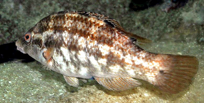 Symphodus bailloni_05